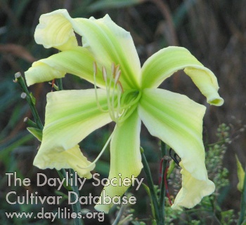 Daylily Exception to the Rule